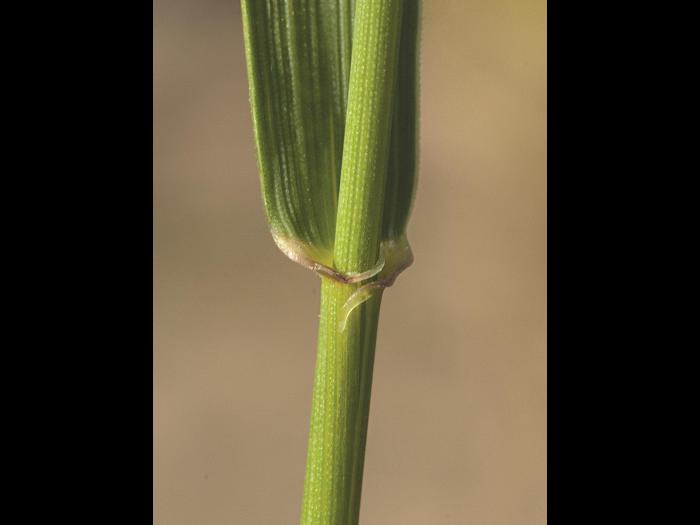 Chiendent(Elymus repens)_11