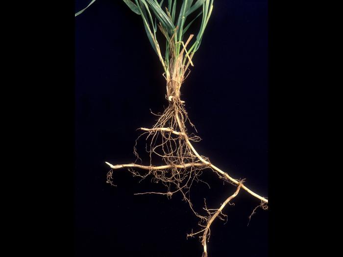 Chiendent(Elymus repens)_15