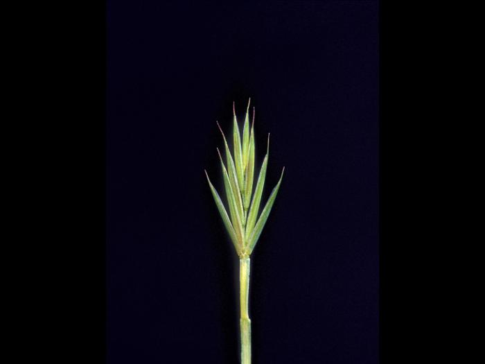 Chiendent(Elymus repens)_16