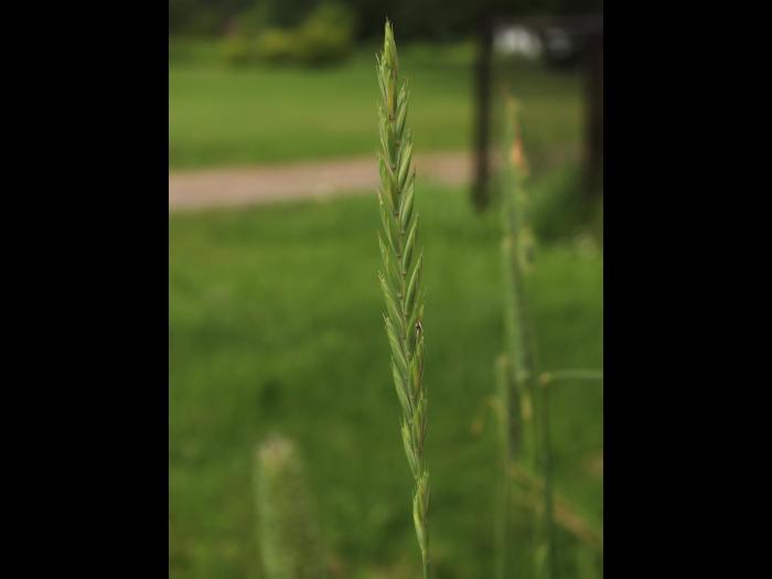 Chiendent(Elymus repens)_21