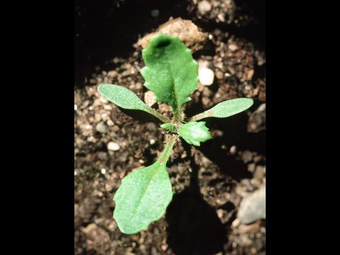 Seneçon vulgaire (Senecio vulgaris)_6