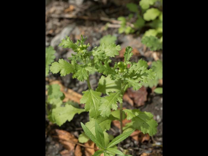 Seneçon vulgaire (Senecio vulgaris)_11