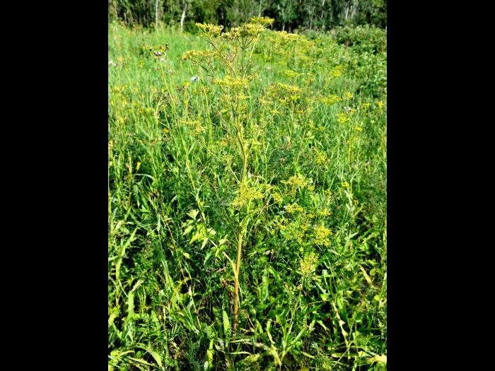 Panais sauvage (Pastinaca sativa)_7