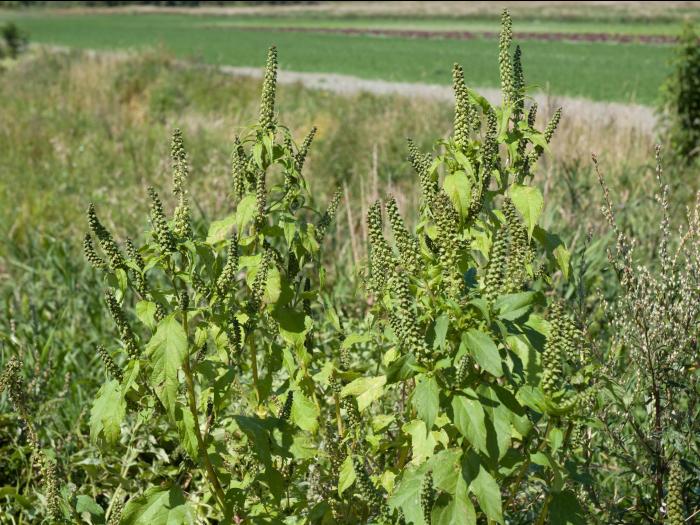 Grande herbe à poux (Ambrosia trifida)_8