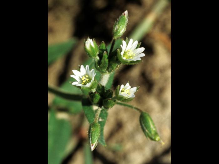 Céraiste vulgaire(Cerastium fontanum)_2