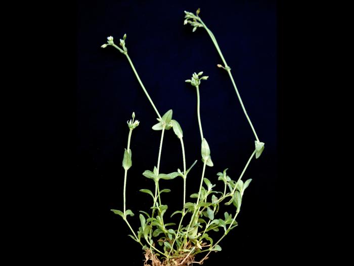 Céraiste vulgaire(Cerastium fontanum)_6