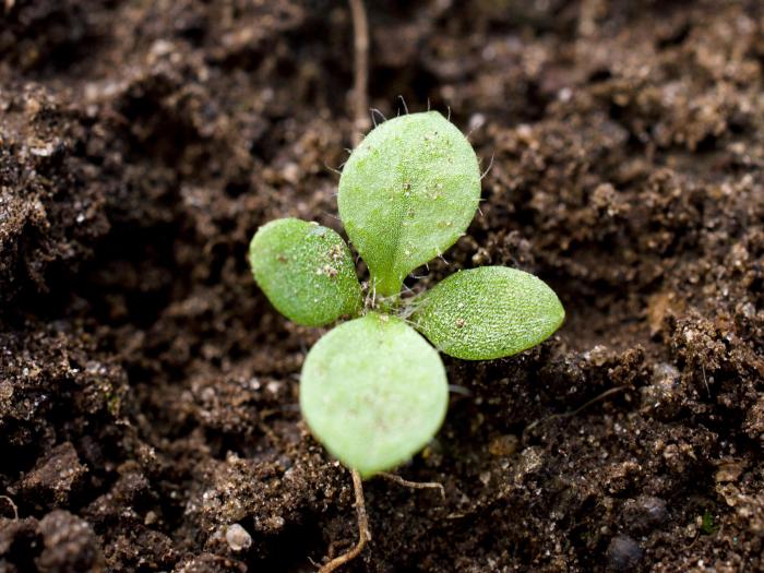 Céraiste vulgaire(Cerastium fontanum)_7