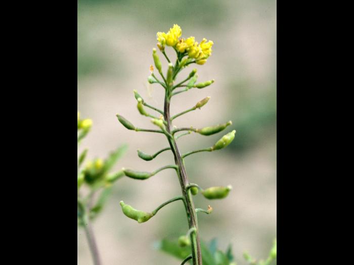 Rorippe marais (Rorippa palustris)_5
