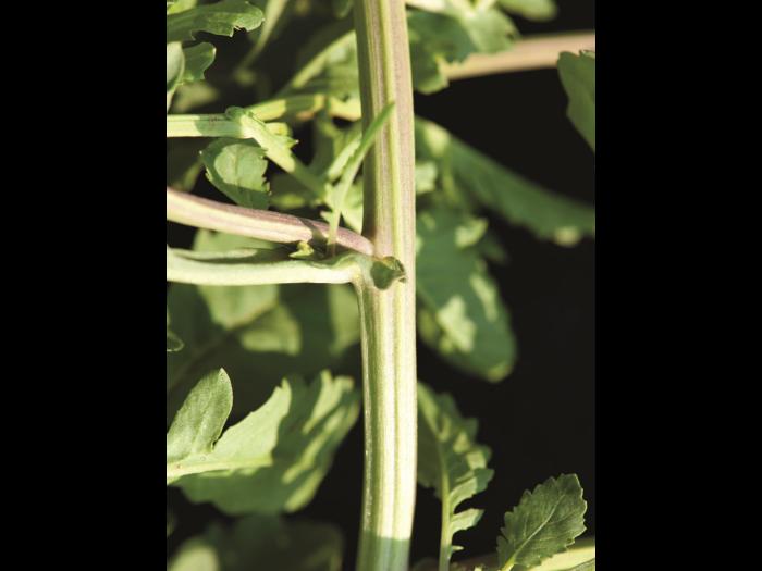 Rorippe marais (Rorippa palustris)_10