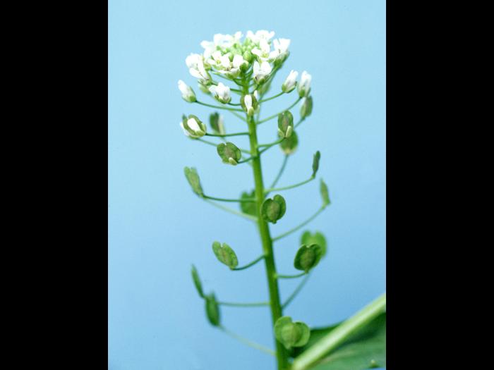 Tabouret des champs (Thlaspi arvense)_5