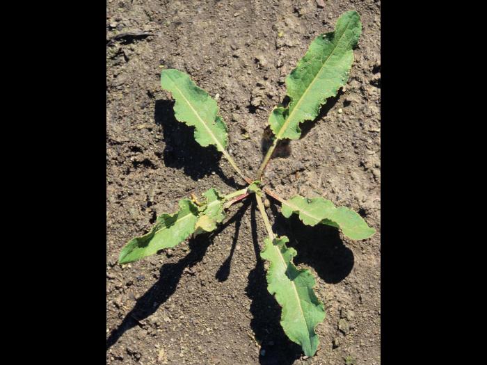 Patience crépue (Rumex crispus)_3
