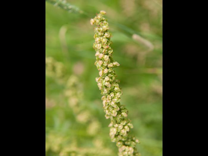 Patience crépue (Rumex crispus)_14