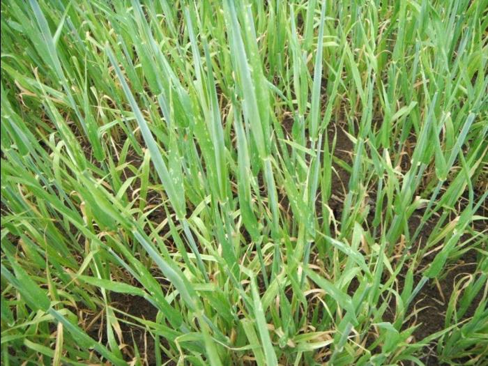 Orge - mésotrione (27)_1