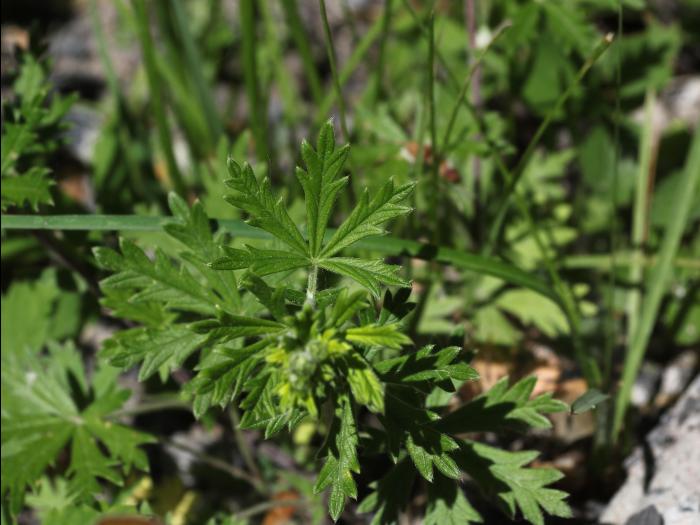 Potentille dressée (Potentilla recta)_11
