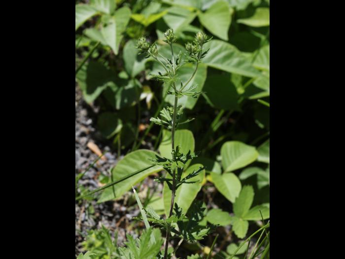 Potentille dressée (Potentilla recta)_13