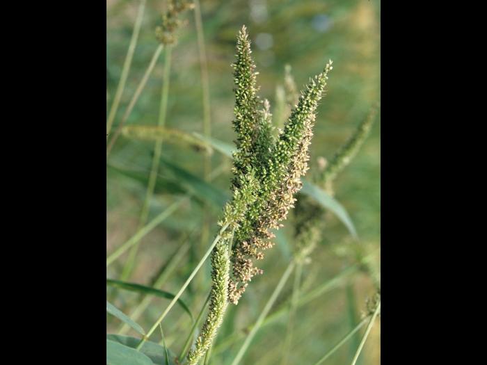 Sétaire verticillée (Setaria verticillata)_1