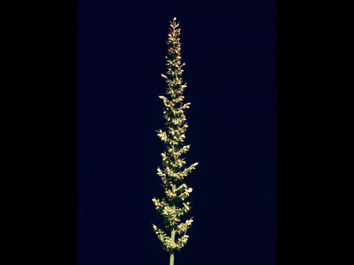 Sétaire verticillée (Setaria verticillata)_2