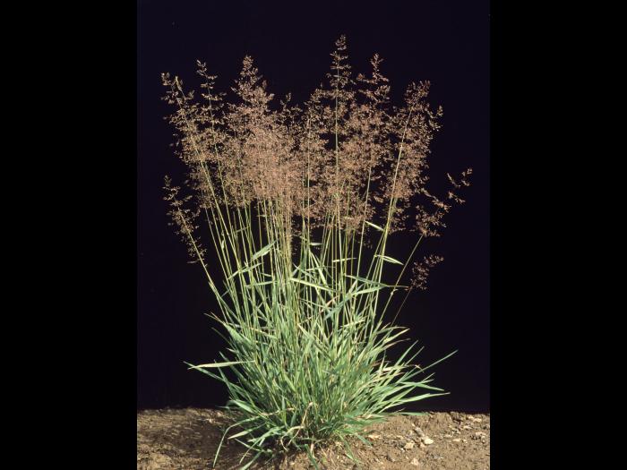 Agrostide blanche(Agrostis gigantea)_1
