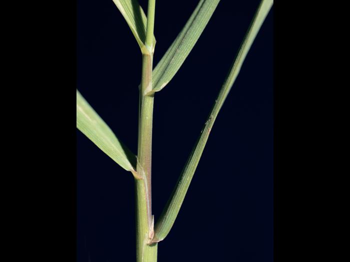 Agrostide blanche(Agrostis gigantea)_5