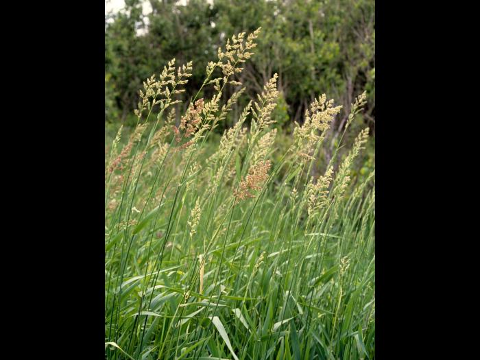 Alpiste roseau(Phalaris arundinacea)_1