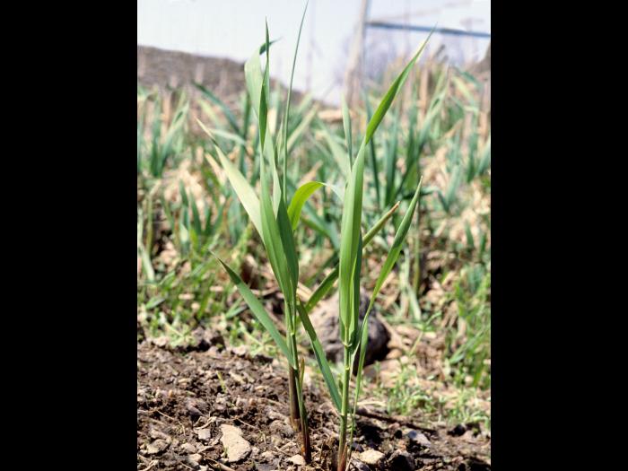 Alpiste roseau(Phalaris arundinacea)_2