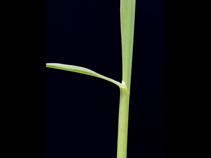 Brome inerme(Bromus inermis)_4