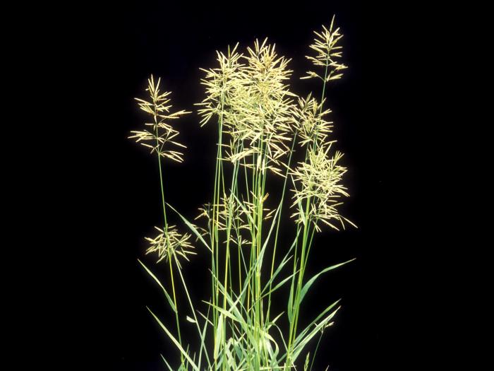 Brome inerme(Bromus inermis)_9