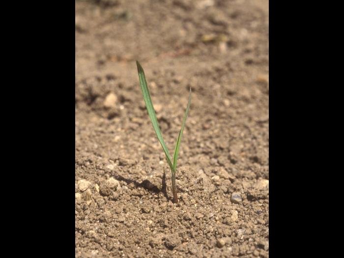 Brome inerme(Bromus inermis)_11