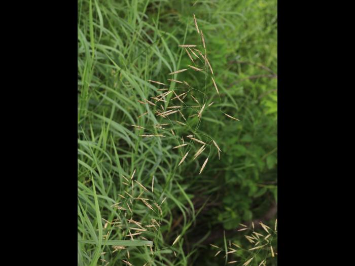 Brome inerme(Bromus inermis)_18