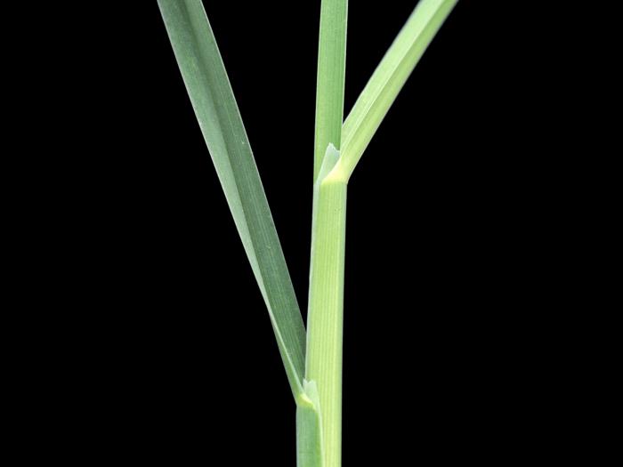 Dactyle pelotonné(Dactylis glomerata)_3