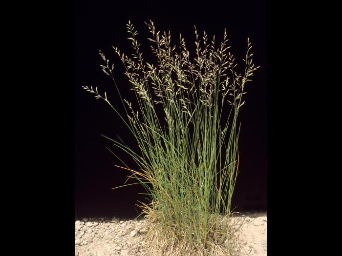 Fétuque rouge (Festuca rubra)_1