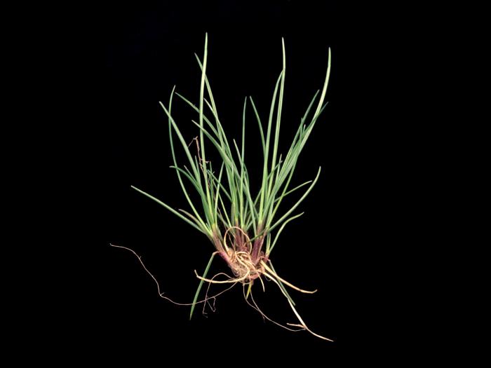 Fétuque rouge (Festuca rubra)_3