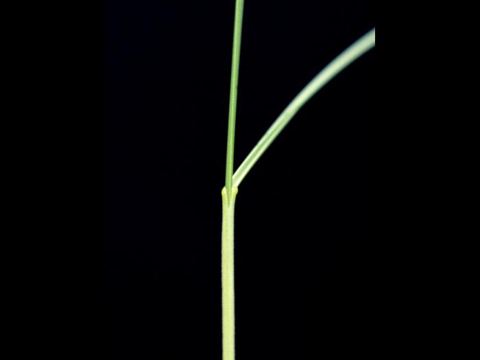 Fétuque rouge (Festuca rubra)_6