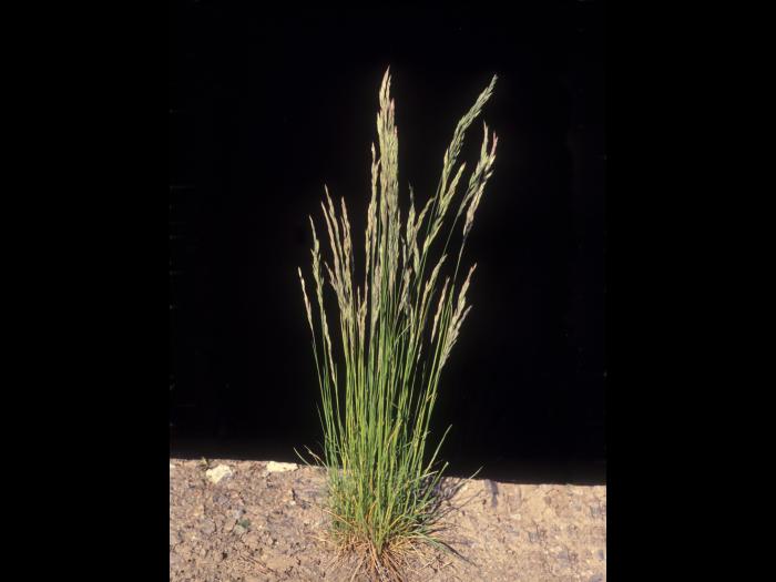 Fétuque rouge (Festuca rubra)_12