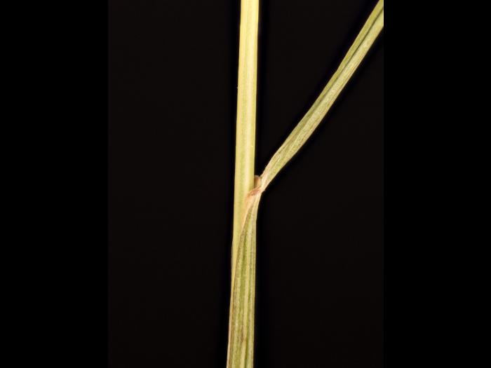 Fétuque rouge (Festuca rubra)_14