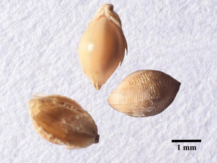 Fléole des prés (Phleum pratense)_9