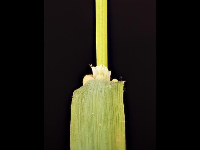 Fléole des prés (Phleum pratense)_11