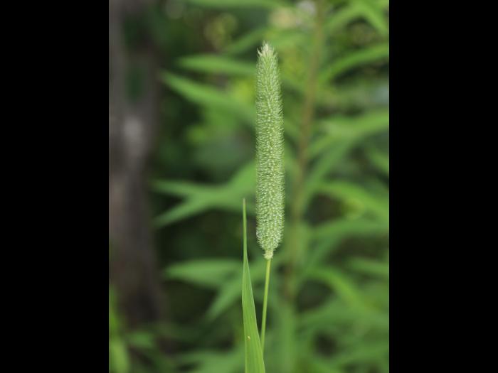 Fléole des prés (Phleum pratense)_13