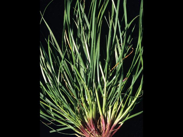 Ivraie multiflore (Lolium multiflorum)_4