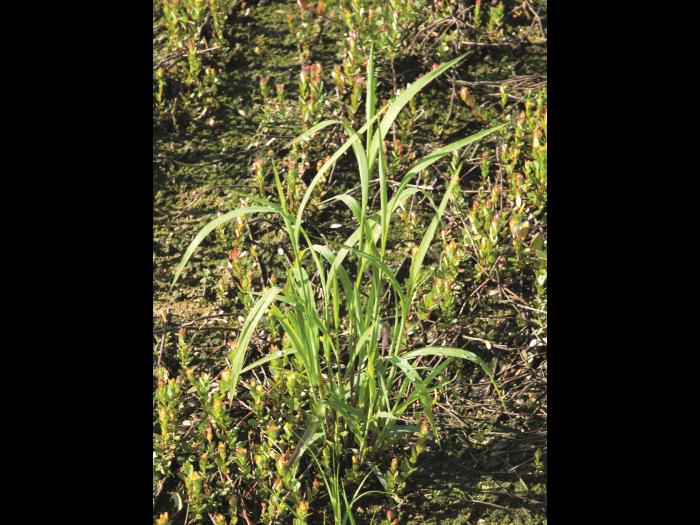 Muhlenbergie feuillée (Muhlenbergia frondosa)_12