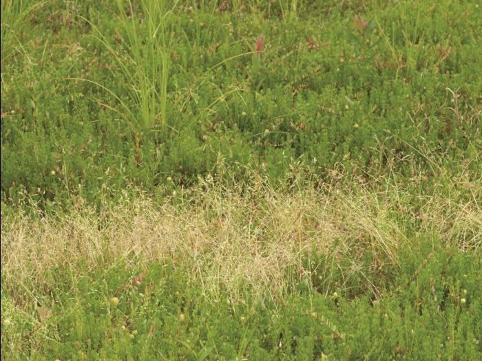 Pâturin annuel (Poa annua)_10