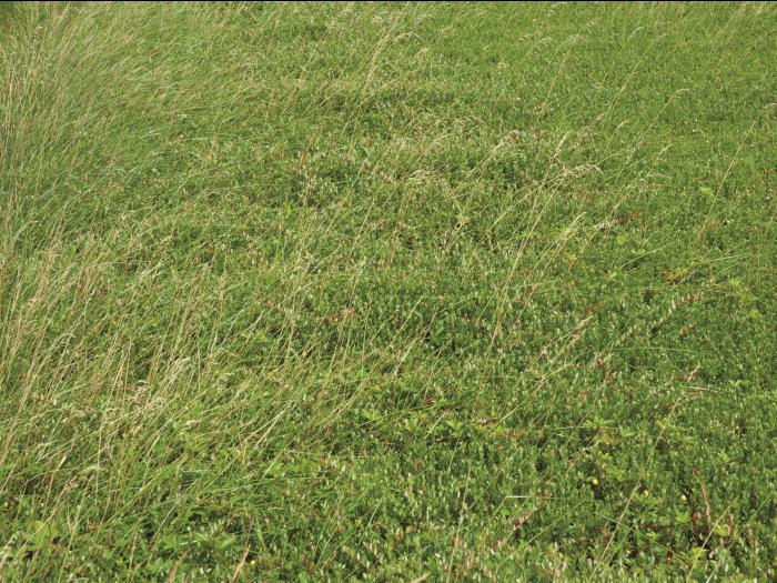 Pâturin prés (Poa pratensis)_9