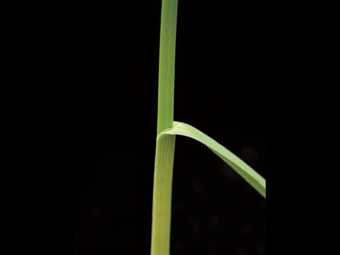 Pâturin prés (Poa pratensis)_11