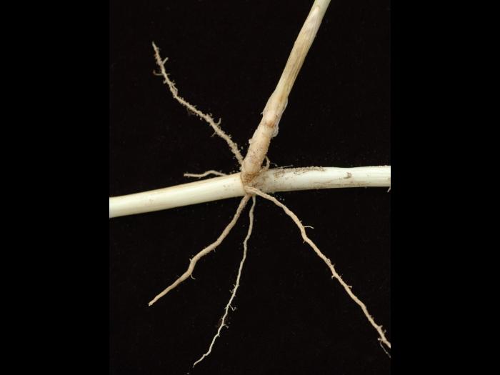 Roseau commun (Phragmites australis)_10