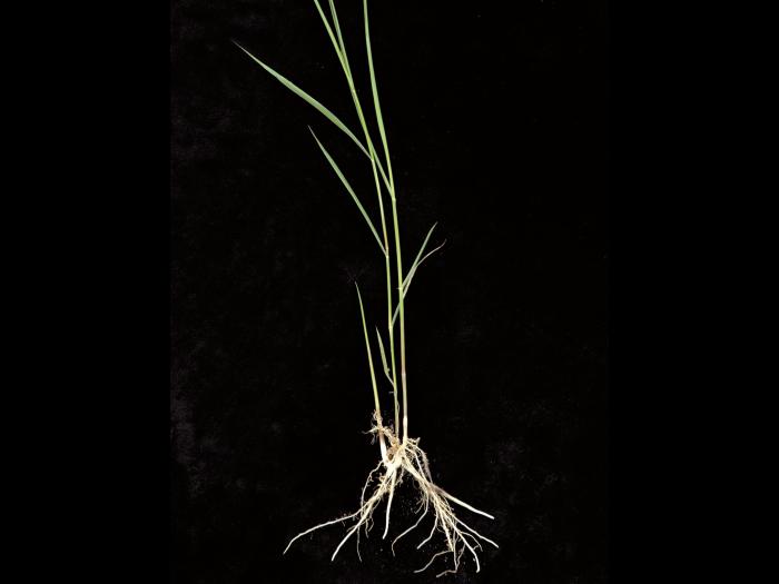 Roseau commun (Phragmites australis)_12