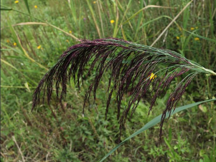 Roseau commun (Phragmites australis)_24
