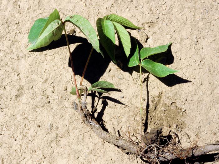 Herbe à puce (Toxicodendron radicans)_2