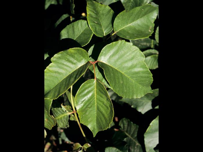 Herbe à puce (Toxicodendron radicans)_7