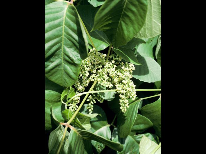 Herbe à puce (Toxicodendron radicans)_8