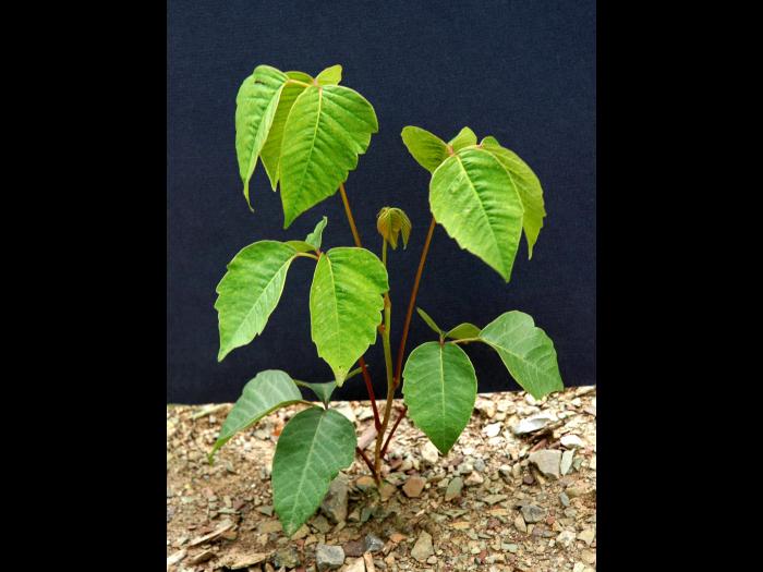 Herbe à puce (Toxicodendron radicans)_10